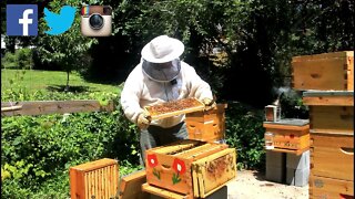 NEW BEEKEEPER STILL PRAYING / SEARCHING FOR A QUEEN!