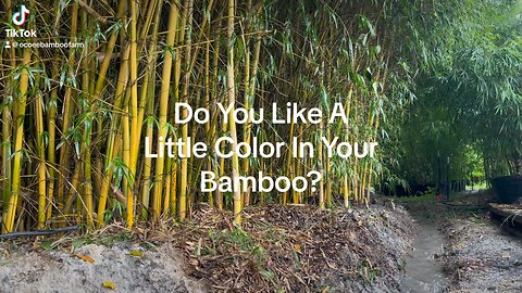How Can You Get Privacy From A Two Story House- Learn More Ocoee Bamboo Farm 407-777-4807
