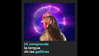 IA muestra que las gallinas no solo cacarean, sino que ‘hablan’