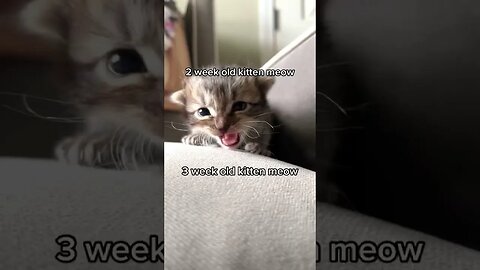 A 3 week progression of the sweetest meows #kitten #neonatalkitten #kittens #meow #kittenmeow #cat