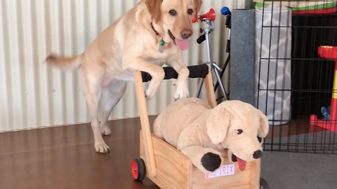 Gentle Labrador Pushes Its Pram Across The Living Room