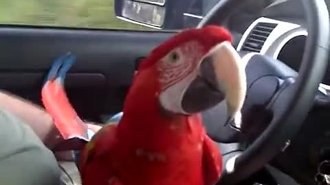 Talkative Parrot Starts A Hilarious Debate With Owners