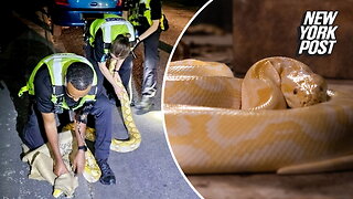 UK police corral 12-foot python let loose in streets