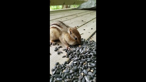 How many sunflower seeds can this chipmunk fit in its mouth?