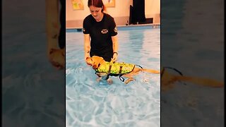 Hydrotherapy For This Injured Dog