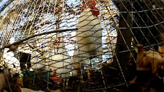 Leghorn Chickens Scratching the ground for food.