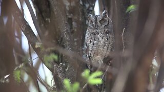 Sleeping Owl