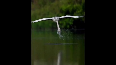 Spot Billed Pelican Catching Fish