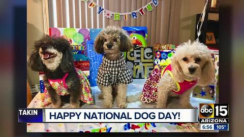 Happy national dog day!