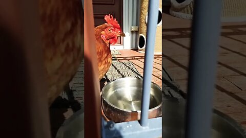 Relax Day #kelpie #chickens #cats