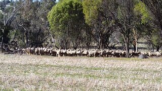 Drought - The driest year in 138 years!