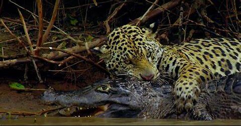 Fearless Jaguar vs Croc Fight