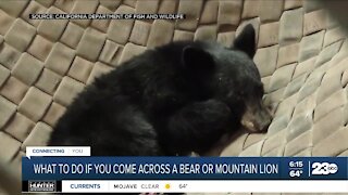 What to do if you come across a bear or mountain lion
