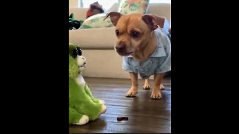 Try not to laugh 😂! Animal and toys 😂!