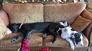 Great Dane and Puppy Enjoy a Nap on the Sofa