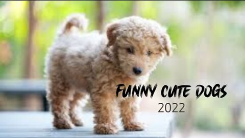 Funny cute pates video 2022