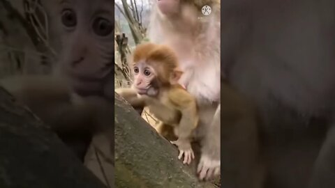 Monkey funny video, dog short video 2022, cat funny video shorts, animal funny videos 2022 #short