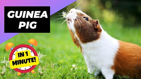 Guinea Pig - In 1 Minute! 🐰 One Alternative Animal To Have As A Pet | 1 Minute Animals