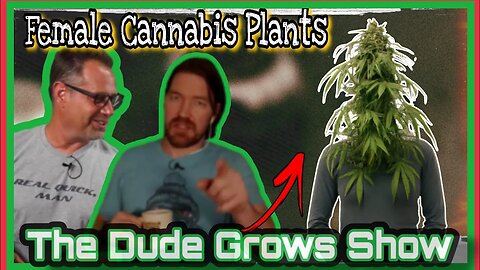How to Identify & Clone Female Cannabis - The Dude Grows Show 1,454