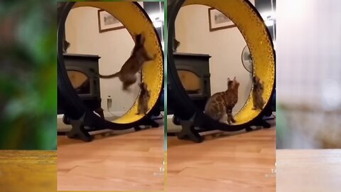 "Cats vs. Vacuum: A Silent Comedy"