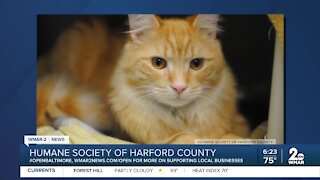 Sherbert the cat is up for adoption at the Humane Society of Harford County