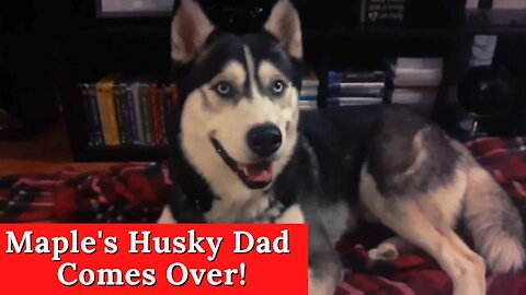 Maples Husky Dad Comes Over *Volume Warning, Ruckus Had A Lot To Say*