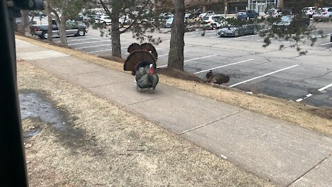 Turkeys at my bus layover