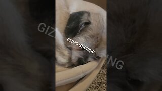 GIZMO SNORING