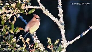 Cedar Waxwing and Red Bellied Woodpeckers 🌳 12/29/22 07:49