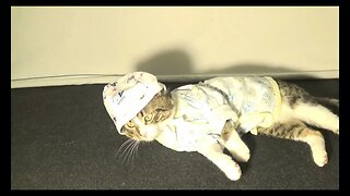 Cute Cat Gets Dressed