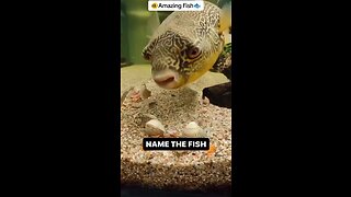 Name The Fish