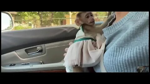 mono vestido encantador viajando en coche