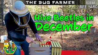 Teal Beehive Inspection | The Hive Beetle Battle Continues #beekeeping