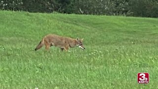 Coyote sighted in field by Bellevue shopping center