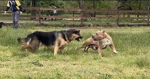 German Shepherd Attacks Pitbull [OFF LEASH DOG PARK]