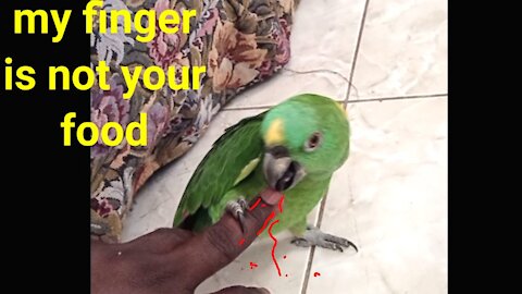 Parrot absolutely loves to hold my finger with beaks || look what happens.