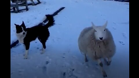 A sheep is jumping like its friends puppy