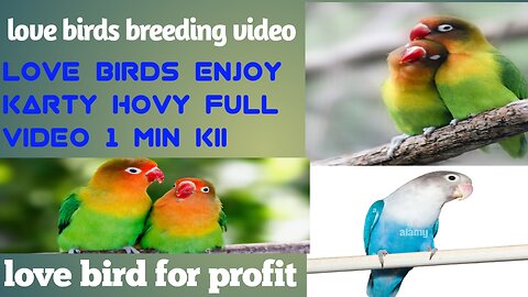 Love birds breeding video