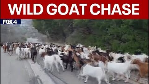Arlington goat escape_ Hundreds of goats escape enclosure, wander through neighborhoods