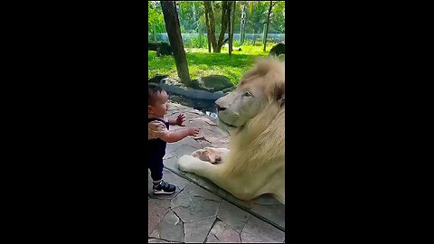 lion vs kids