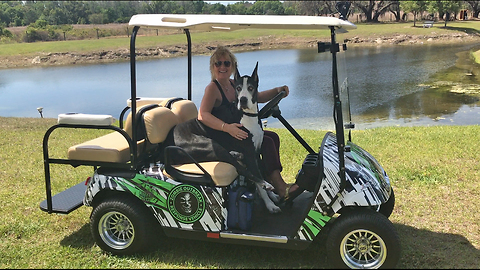 Great Dane Goes For Her First Golf Cart Ride