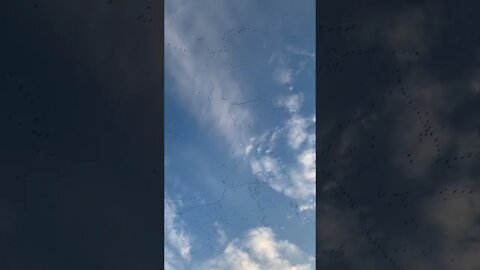 Thousands of geese in the North Dakota sky! #shorts #geese #thousands #migration #december