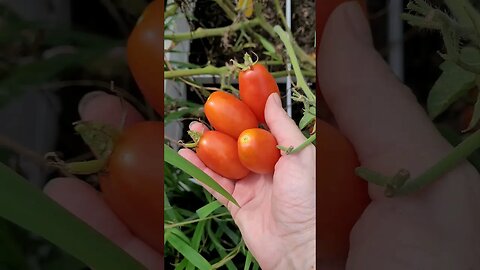 Plum Tomatoes