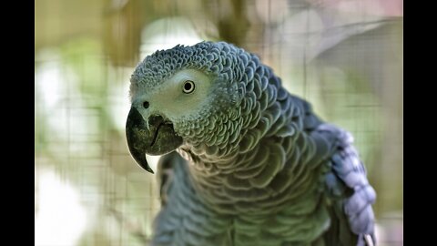 Taming the African Casco Parrot ✅ _Grey parrot 🦜 african grey parrot ❤️