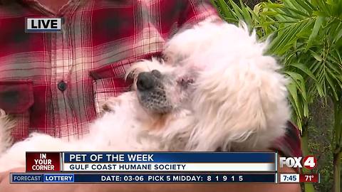 Pet of the week: Gerry