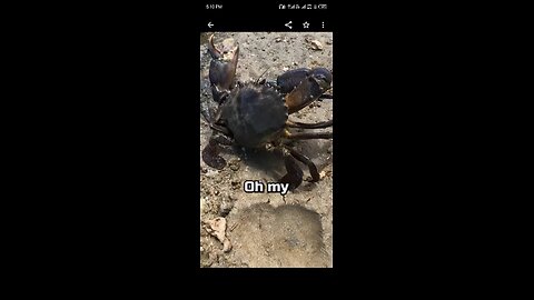 caught a crab in the mud hole.
