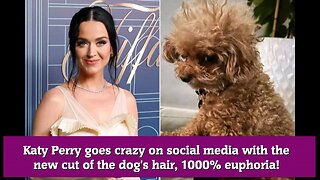 Katy Perry goes crazy on social media with the new cut of the dog's hair, 1000% euphoria!