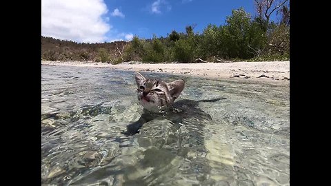 Fearless Kitten Loves Swimming In The Ocean