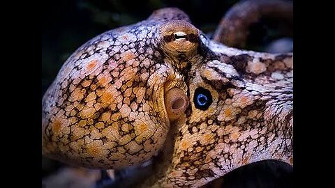 "Amazing Octopus: The Underwater Master of Camouflage"🐙🐙