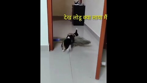 beagle play with jhaadoo (झाडू), broom, lazy puppy 🐶 cute baby dog, dog funny video🤗, baby and dog 🐕